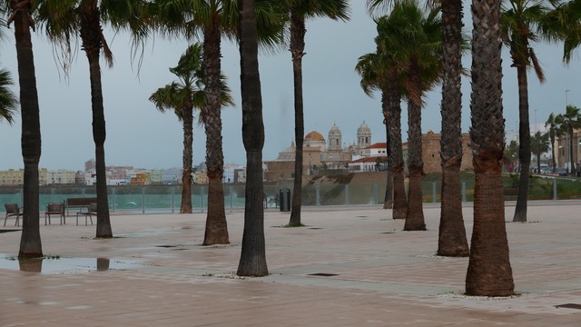 Cadiz palms