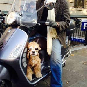 Dog on moto