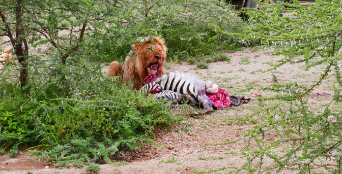 Lion kill