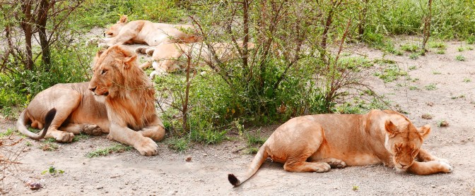 So many lions