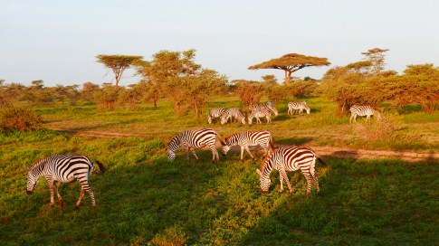 Zebra herd