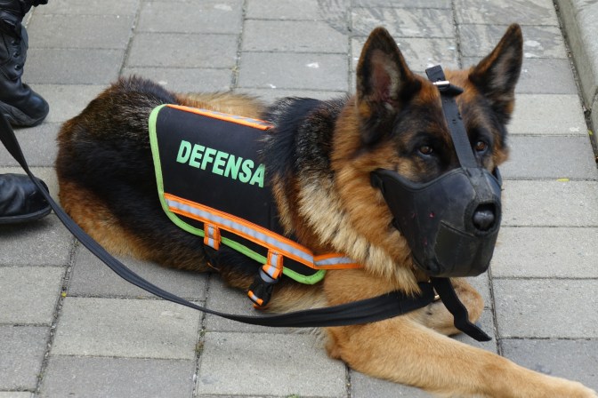 police dog