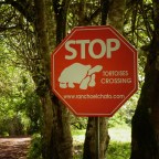 Hoofing in the Footprints of Darwin