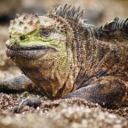 Ode to the Galapagos (Illustrated)