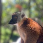 Lemurs & Our Small-Game Safari
